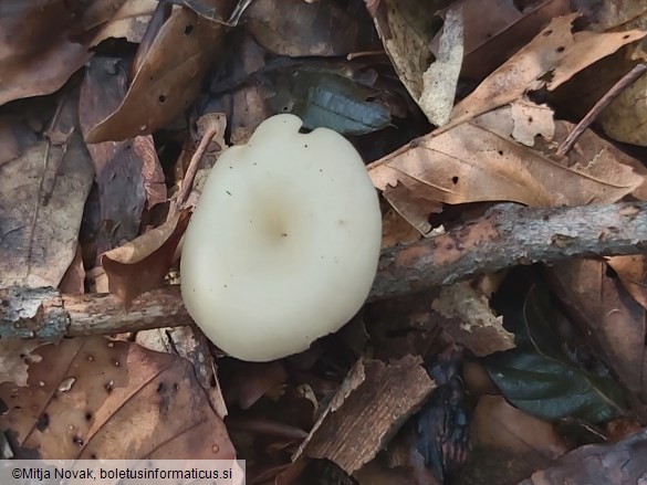 Clitocybe phaeophthalma