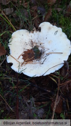 Lactarius vellereus