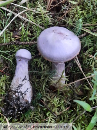 Cortinarius traganus
