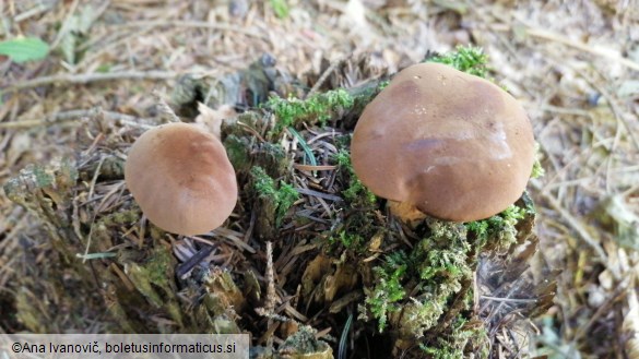 Imleria badia