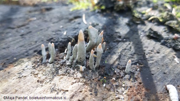 Xylaria hypoxylon