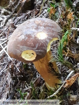 Imleria badia