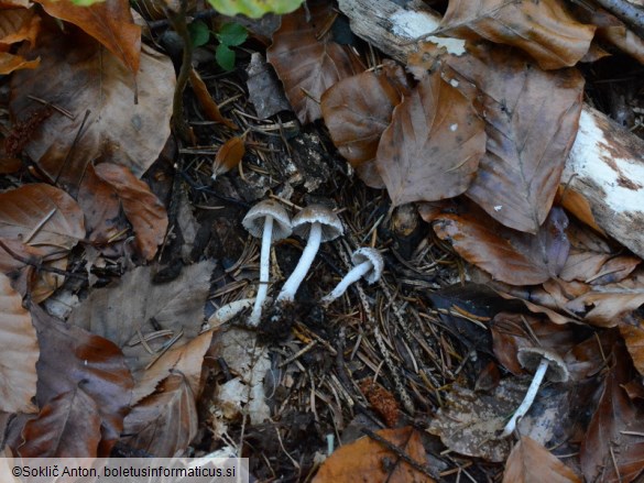 Psathyrella impexa