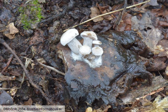 Asterophora lycoperdoides