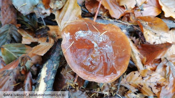 Imleria badia