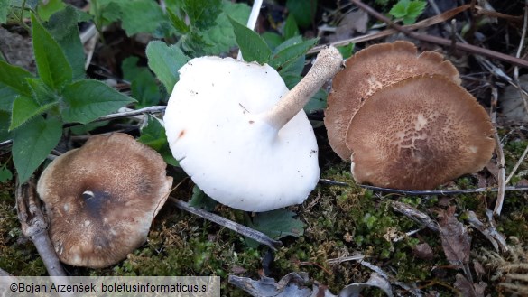 Polyporus ciliatus