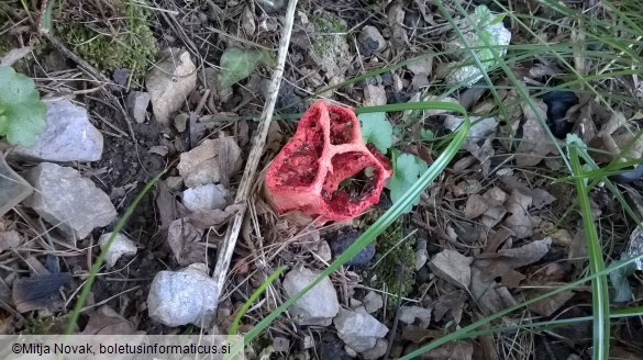 Clathrus ruber