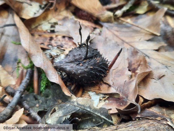 Xylaria carpophila