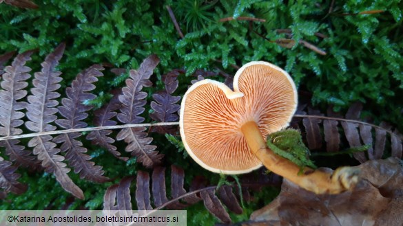 Hygrophoropsis aurantiaca