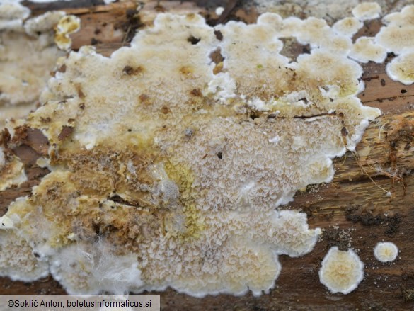 Leucogyrophana sororia