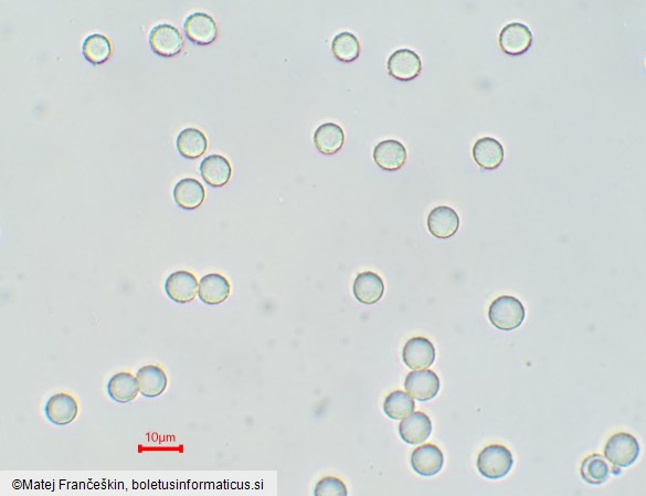 Lactifluus vellereus