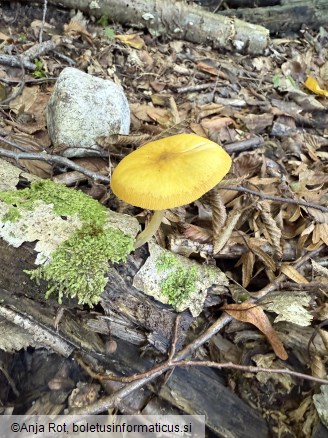 Pluteus leoninus
