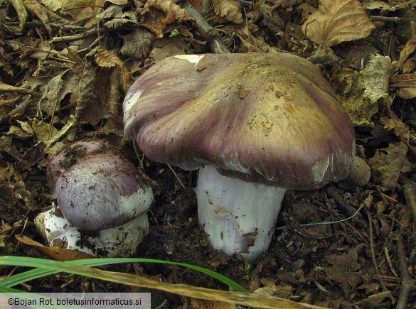 Cortinarius cumatilis