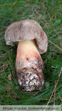 Boletus calopus