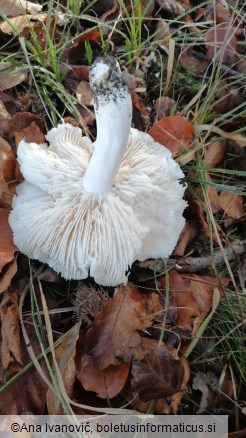 Tricholoma columbetta