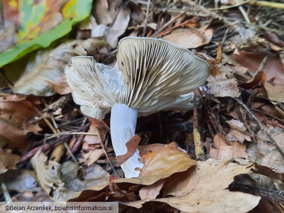 Clitocybe odora