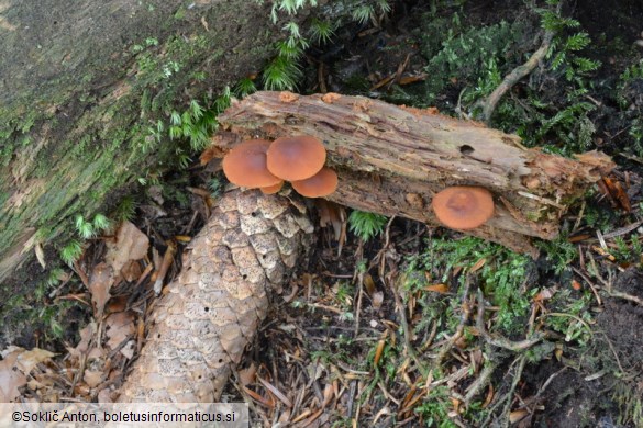 Gymnopilus picreus