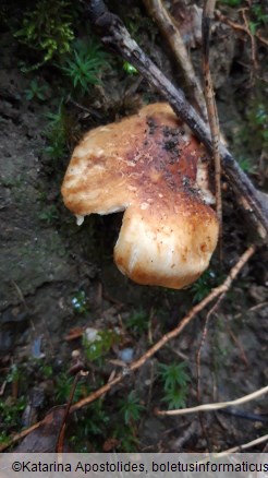 Russula grata