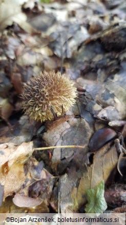 Lycoperdon echinatum