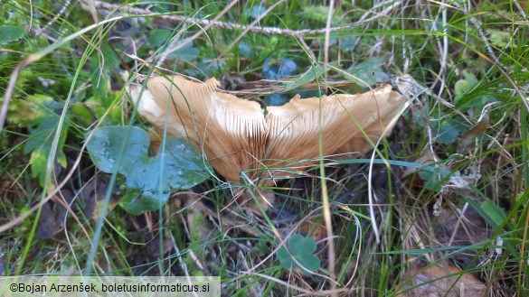 Lactarius scrobiculatus