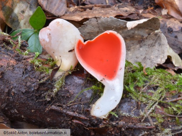 Sarcoscypha austriaca