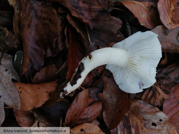 Hygrophorus eburneus