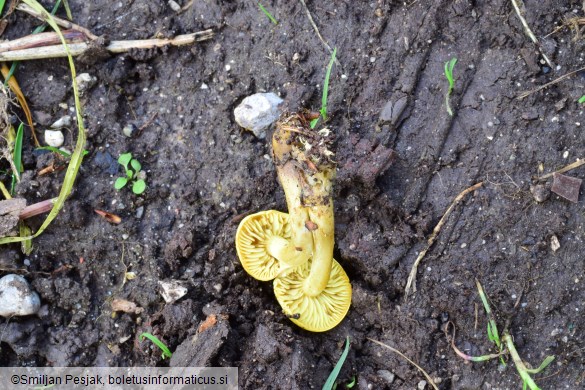 Tricholoma sulphureum