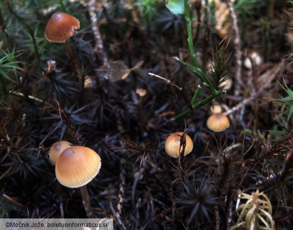 Sagaranella tylicolor