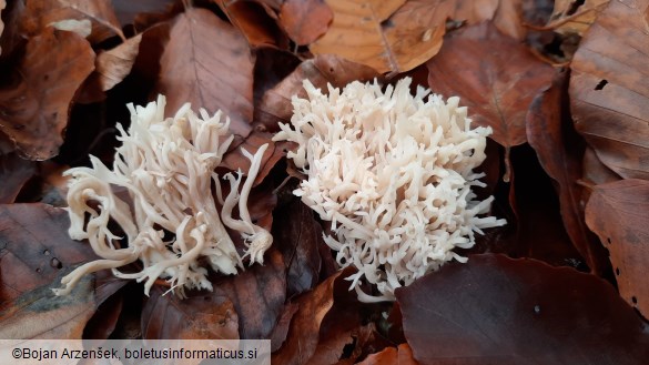 Clavulina coralloides