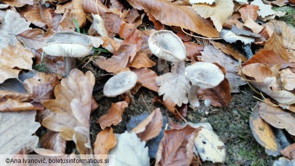 Tricholoma terreum