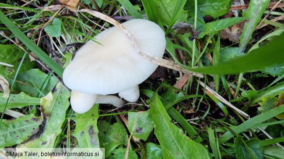 Hygrocybe virginea var. virginea