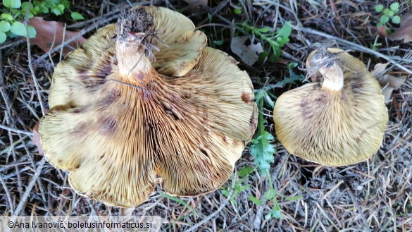 Paxillus rubicundulus