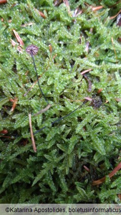 Marasmius wettsteinii