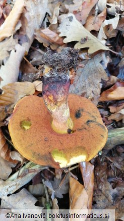 Boletus queletii