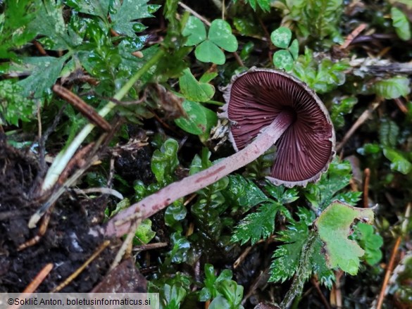 Melanophyllum haematospermum
