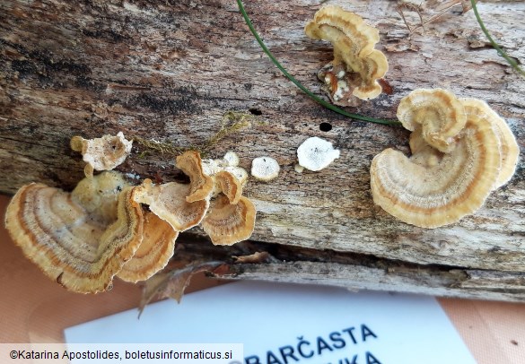 Trametes multicolor