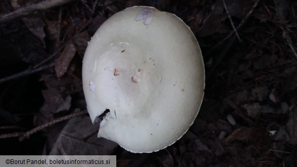 Agaricus silvicola