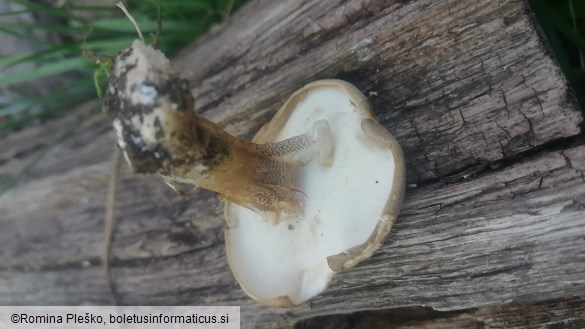 Polyporus ciliatus