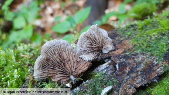 Crepidotus mollis