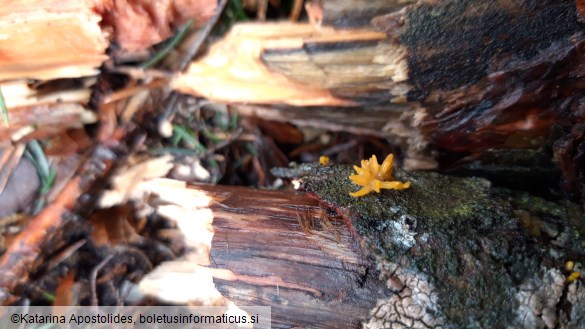 Calocera cornea