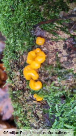 Dacrymyces chrysospermus