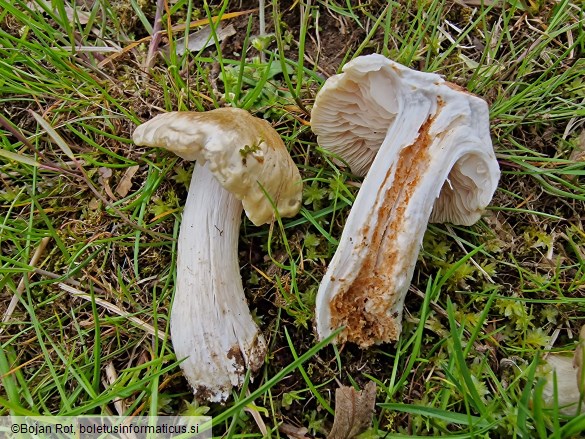 Entoloma sepium