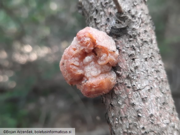 Tremella encephala