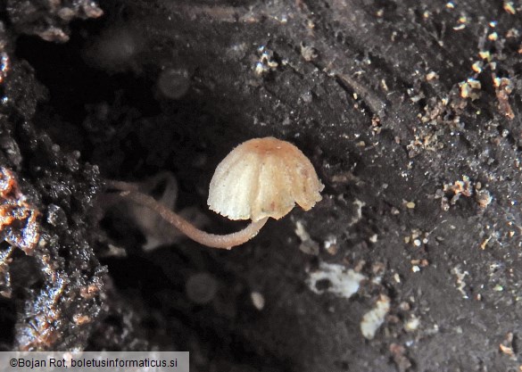 Mycena supina