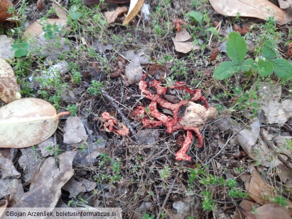 Clathrus ruber