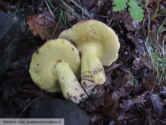 Butyriboletus regius