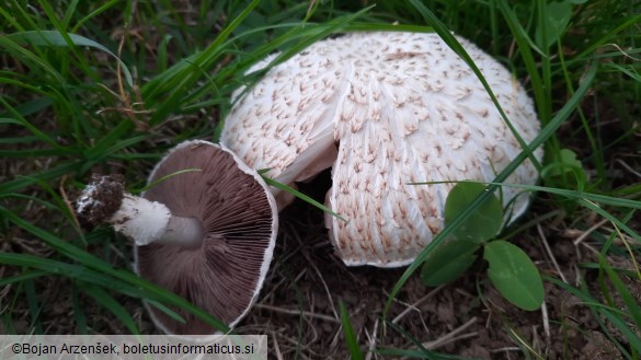 Agaricus campestris