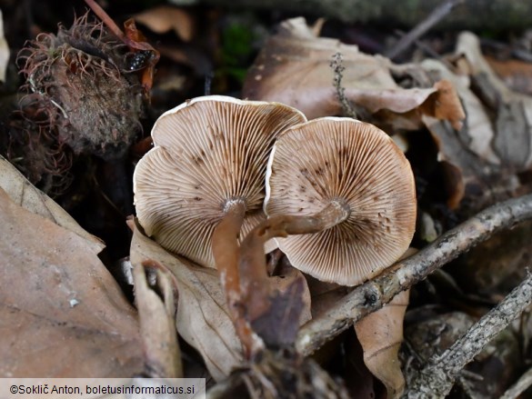 Ripartites tricholoma