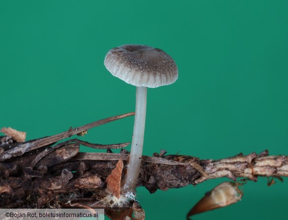 Mycena vulgaris