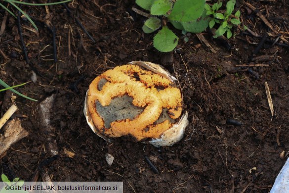 Clathrus ruber